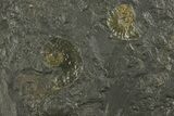 Dactylioceras Ammonite Cluster - Posidonia Shale, Germany #180327-2